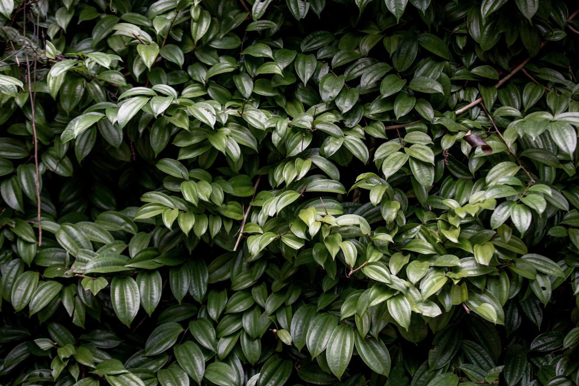 Greenwood Edge 캔디 외부 사진